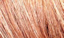PHYSICAL FEATURES OF HAIR Fundamental for good hair knowledge of hair is a knowledge of its physical characteristics.