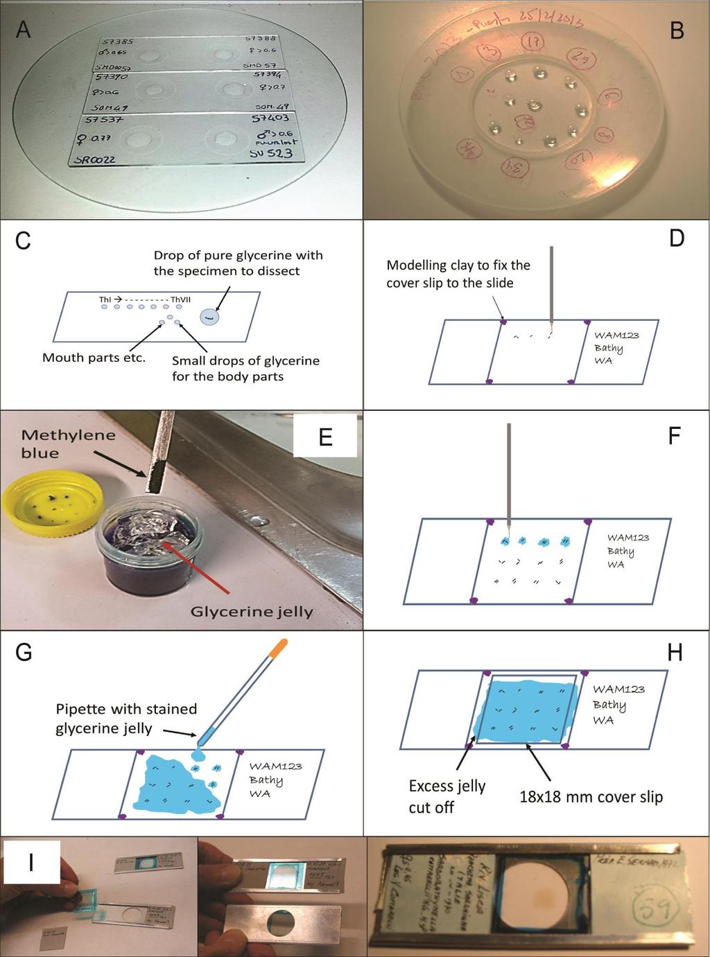 Figure 1. Dissection and permanent preparation of Bathynellidae, Serban s method. A-B: specimens in 50:50 ethanol 100% and bidistilled glycerine (concave slide and watch glass).
