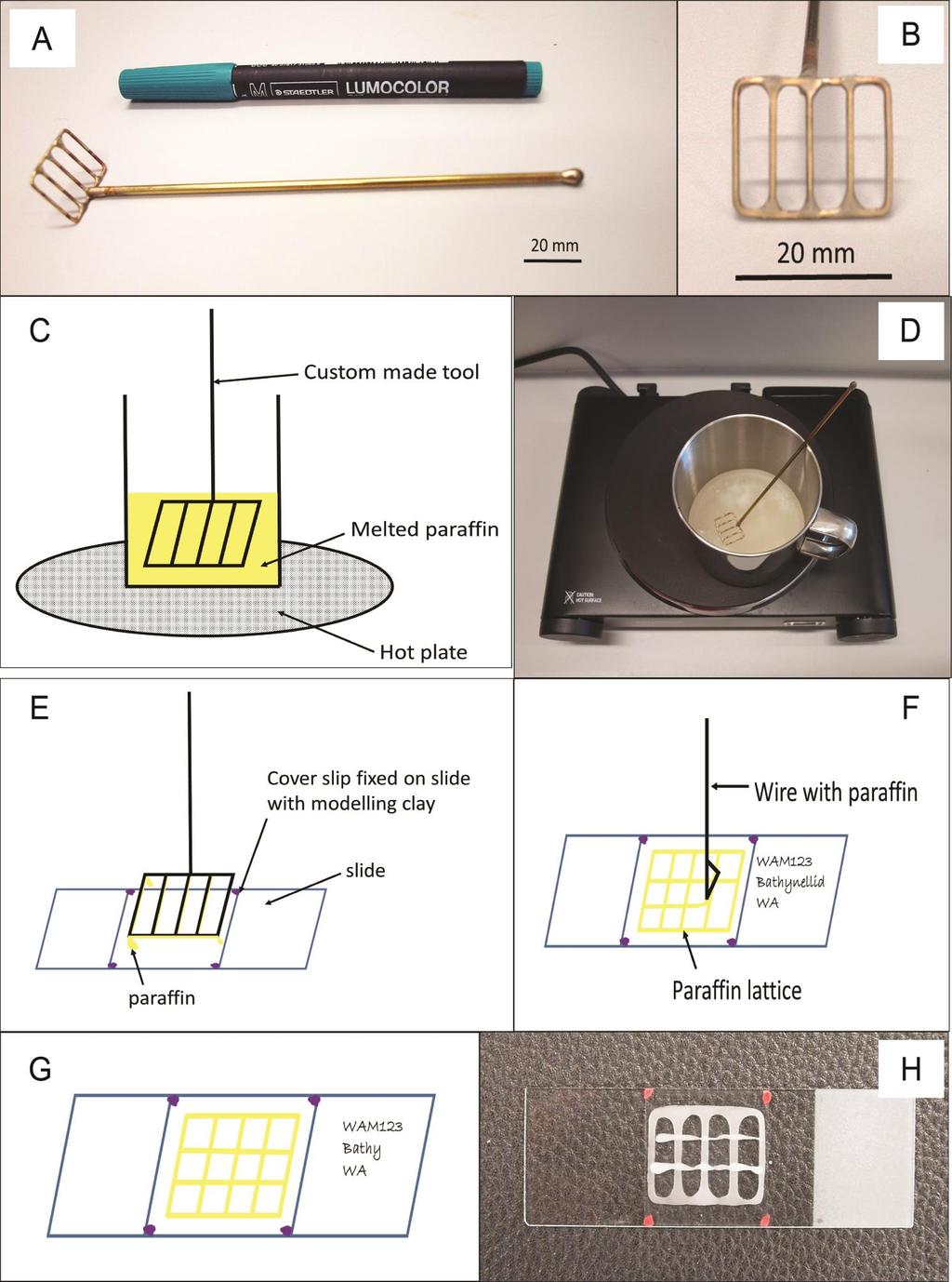 Figure 2. Permanent preparation of Bathynellidae, Camacho s variation implemented. A-B: custom made tool to create the paraffin lattice on cover slip.