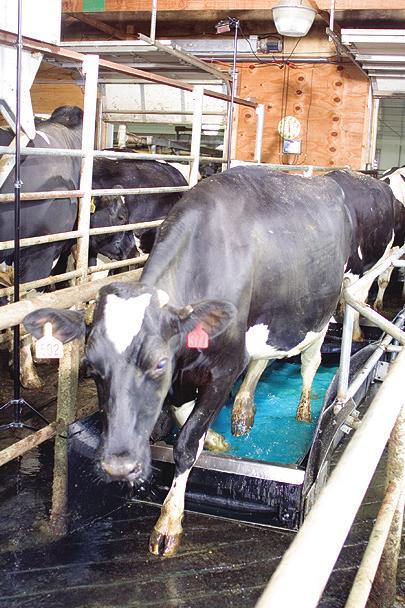 Pre-cleaning pre-bath cleans feet before cows enter the treatment bath. Longer length 10-foot long footbath allows for frequent double dipping of each foot for greater effectiveness.