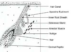 this, the central cells of the follicular peg appear to degenerate, and the emerging hair seems to push out the plug so a hair canal can be formed.