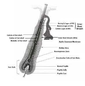 The bulge, considered a part of the outer rooth sheath (ORS), contains follicular stem cells that are critical for the regeneration of the FU.