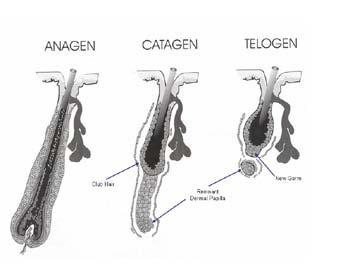 7 Fig.1A-8 Anagen to Catagen At the end of the anagen (growth) phase, the hair follicle receives an unknown signal to enter the catagen phase.