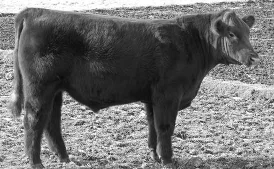 This bull had an actual BW of 79 lbs and Total Maternal traits that are in the top 2% of the breed, use him with confidence. TH PHA and DS Free. Lakesideshorthorns.