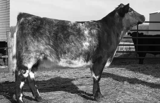 t like a good black heifer? Quiet, style, a great set of feet and legs. Juniors she is ready for the show. This shorthorn plus heifer has the best of both breeds in her pedigree.