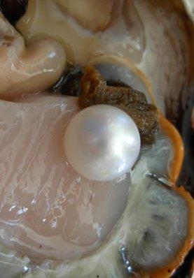 . Perfect round pearls used to be just as expensive as diamonds throughout most of history. They only became cheap after seeded pearls conquered the market.