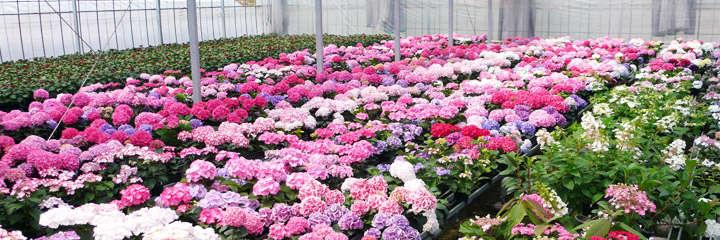 TOP 50 sales - Hydrangea (May 2017) Ave. % from May 2016 Rank Ave.
