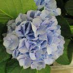 Hydrangea breeding in Japan Develop