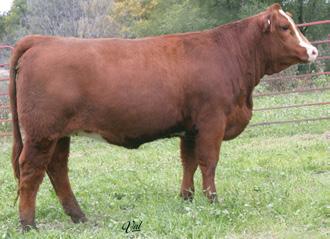 Sire/Date: Hooks Shear Force 38K 5-24-08 T410 is a ruggedly designed female that is deep sided and big footed. This powerful Top Cut daughter is out of a gem for a cow.