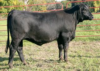 Sire/Date: SS Goldmine L42 5-24-08 T880 is a long sided Perfector daughter that is big footed with a stout hip. We love the Black Perfector x 600U matings and T880 is another one we like.