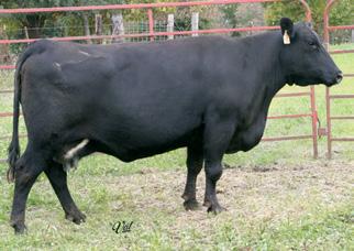 Pasture Sire/Dates: VSF Mr. Perfect N305 12-1-07 to 2-1-08 0685 is a massive, deep bodied Express Ranches (OK) cow.