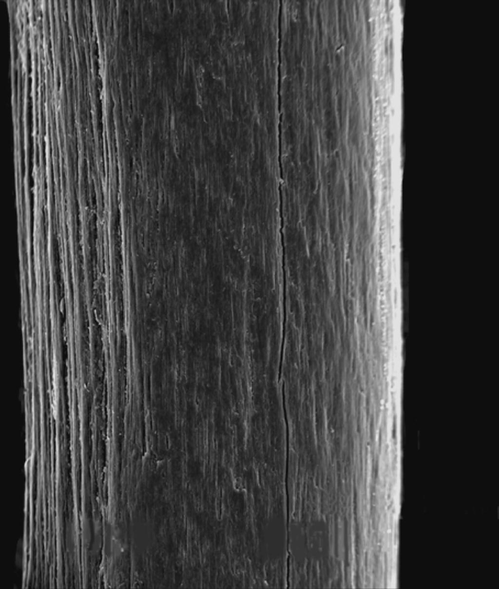 IDENTIFICATION OF HAIRS OF THE WOOLY MAMMOTH 209 Fig. 3. Longitudinal fissures in the damaged core of a Coelodonta antiquitatis guard hair shaft basis with a completely disrupted cuticle.