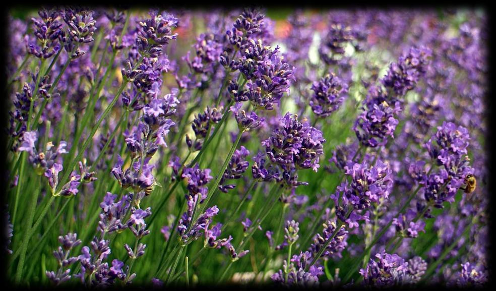 " Lavender may have earned this name because it was frequently used in baths to help purify the body and
