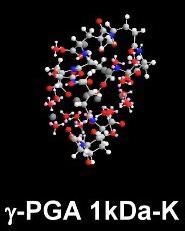 Viscosity (cp) 200 150 100 50 0 10 50 500 1,000 2,000 PGA molecular weight(kda) Epidermis Dermis Low molecular weight γ-pga [glu 8