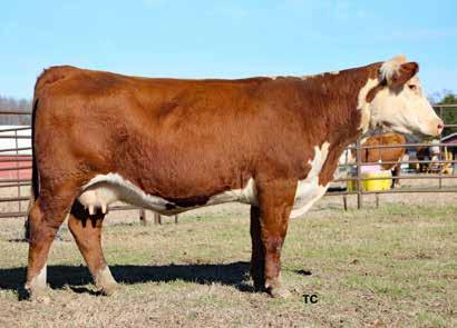 04; BMI$ 365; BII$ 430; CHB$ 97 Pasture exposed Dec. 22, 2018, to Jan. 31, 2019, to ILR Hometown 332A ET Her dam is still producing in our herd at 14 years old.