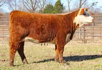 04; BMI$ 354; BII$ 419; CHB$ 104 Low birth weight on both sides of this pedigree. She comes in a real stylish package with pigment, depth and natural thickness.