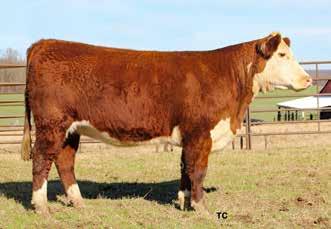 Super cow prospect. Her dam has a great udder and grandmother was one of our best ever. Pasture exposed Dec. 22, 2018 to Feb. 23, 2019, to Boyd Ft. Knox 17Y XZ5 4040.