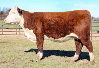 18; BMI$ 369; BII$ 445; CHB$ 99 Her grandmother is our most prolific donor dam. We have seven full sisters, including the dam of this heifer.