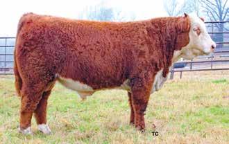 , Adj. WW 720 lb. Full brother, 1893, was our top selling bull in 2018 to D&C Cattle, Mt. Pleasant, Tenn.