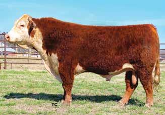 WF WHF 3053 DOMINO 0032 2037ET 6 43923349 Calved: 10/28/17 Tattoo: RE 2037 CL 1 DOMINO 955W {SOD}{CHB}{DLF,HYF,IEF} CL 1 DOMINO 637S 1ET H L1 DOMINO 3053 ET {CHB}{DLF,HYF,IEF} CL 1 DOMINETTE 5152R