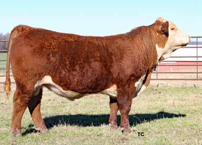 Lot 9 WF 4018 Advance 1326 1957 WF 4018 ADVANCE 1326 1957 9 P43922683 Calved: 10/31/17 Tattoo: RE 1957 H W4 LIGHTS OUT 2015 ET {DLF,HYF,IEF} CL 1 DOMINO 955W {SOD}{CHB}{DLF,HYF,IEF} H WF GAME OVER