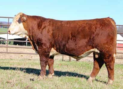 Line One breeding Dam ranks near the top of our program Extra performance and power in a neat package Should be a crowd favorite WF 4018 GAME OVER 1530 1945 10 WF H 8050 Lady Advance 1326 Dam of Lots