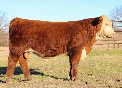 Cocky acting herd bull that could show Sire is a past Denver champion 2081 is free moving, good legged, square hipped T124 sons have been buyer favorites for the past three sales.