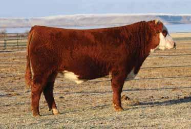 C DOUBLE YOUR MILES 8102 ET Hereford Bull AHA# 43889967 TATTOO 8102 DOB 01.13.