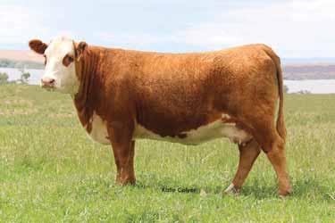 C SPECIAL EDITION 8139 ET Hereford Bull AHA# 43890003 TATTOO 8139 DOB 01.17.
