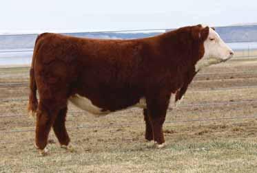 C SULL DOUBLE YOUR MILES 8166 ET Hereford Bull AHA# 43890028 TATTOO 8166 DOB 01.20.