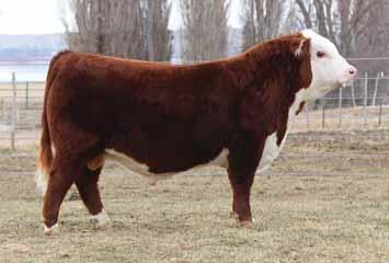 117 TH 22R 16S LAMBEAU 17Y C 144B PACKER 7041 TH 95W 17Y LAMBEAU 144B TH 112T 719T CASSANDRA 95W 24 COLYER 39th ANNUAL PRODUCTION SALE HEREFORD TWO-YEAR-OLD BULLS Hereford Bull AHA# 43791017 TATTOO