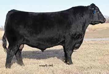 First heifer calf crop has produced high sellers all across America. Including high selling heifer at Vintage to Riverbend at $300,000. Plus multiple five figure females in his first calf crop.