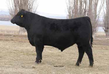 186 CCC THE NATURAL 8054 S A V RESOURCE 1441 RITO 707 OF IDEAL 3407 7075 Angus Bull AAA# 19195034 TATTOO 8054 DOB 01.09.
