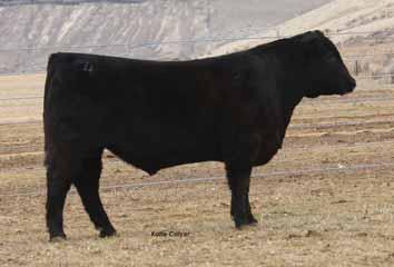 Her AWWR is 105 and AYWR is 106 on eight head. Two daughters are in the herd with sons to Lawson, Emmel and Barrick-Cortez. 199 CCC ABBYS SPUR 8073 Angus Bull AAA# 19194944 TATTOO 8073 DOB 01.11.
