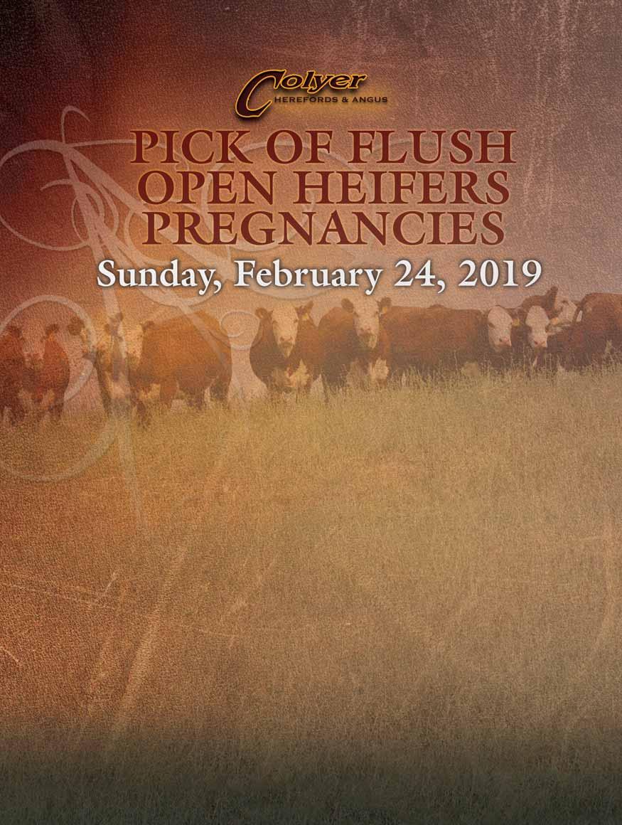 HEREFORD YEARLING BULLS 238 FLUSH 2019 PICK OF Once again we will be offering a pick flush of the