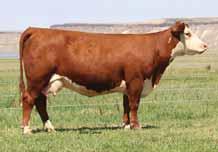 It is a perfect time to come and look at these females during the bull sale as they are close to