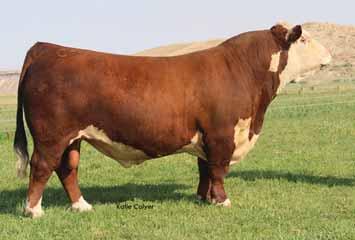 6 COLYER 39th ANNUAL PRODUCTION SALE HEREFORD REFERENCE BULLS C DOUBLE YOUR MILES 6077 ET Hereford Bull AHA# P-43672888 TATTOO 6077 DOB 01.08.