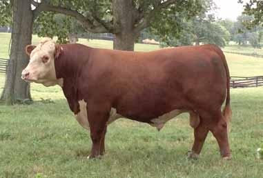 Not only does he make them with superior body mass and power after you see his sisters in production we think you will agree this is an elite breeding bull.