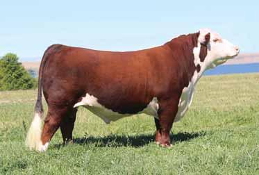 DOMINETTE 901 BR GABRIELLE 5082 BR LANSING 3060 BR GOLDRIEL 3029 ET 4.4 3.2 57 88 27 0.60 0.11 356 427 137 The two time Fort Worth Champion bull is showing what he can do as a herd sire.