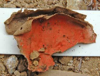 that of the actual burial and near the NW end of the grave, suggesting it might have been displaced and dropped there when the grave was looted. At least one red lacquerware vessel (Fig.