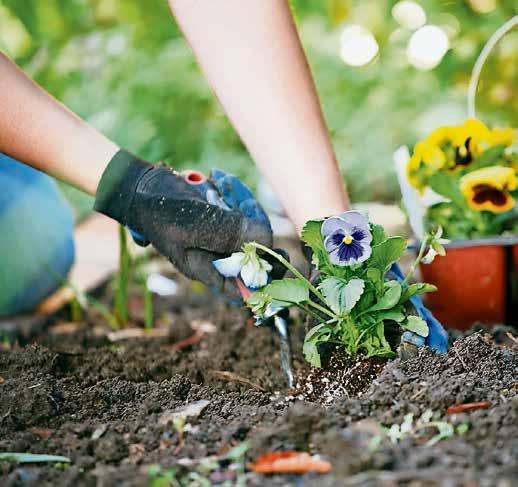 What are the basics to prepare a garden for summer and when should you start working on this? Before you start planting, ensure that winter pruning is done, i.e. removing any dead wood and mulching around existing shrubs, using decomposed organic matter to conserve water and provide additional nutrients.