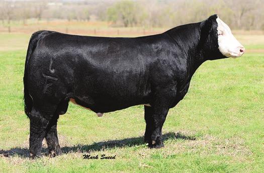 SERVICE SIRE POKER FACE - SERVICE SIRE Finding the right