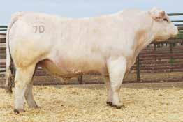 FINESSE B209 P EPDs: 7.6-0.4 32 60 16 7.7 32 1.0 206.71 Really complete bull here. He is long sided and packed full of meat. Notice his balanced EPDs and top 15% Milk EPD.