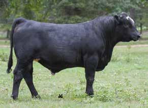Lot 40 Here is something a little different. Lots 40-43 are a set of SimAngus bulls all out of a Meyer 734 son named Tonto. There are 2 white face and 2 solid back bulls in this group.