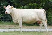 19 Another Maximo out of a Cigar daughter with a super low birthweight but performance to spare.