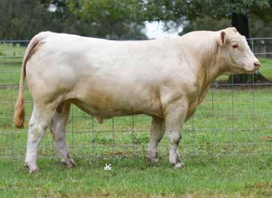 That being said, we have a really good bull to start with that has a stacked pedigree! He is an ET son of 7759, a cow from Troy Thomas. 7759 is a Wyoming Wind x Cigar.