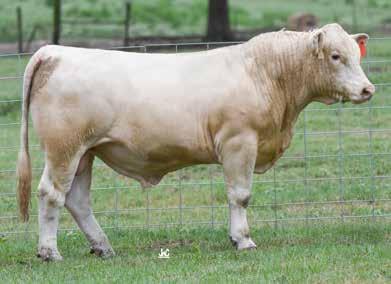 12 PS MCLINTOCK 5/5/2017 M910031 POLLED TATTOO: 7032 M6 COOL REP 8108 ET M6 BELLS & WHISTLES 258 P M829092 M6 MS GAIN & GRADE 552 P PR SIR AMERICAN BEEF 678 ET KAC LADY VALUE 238 P F1169718 BPC IDEAL