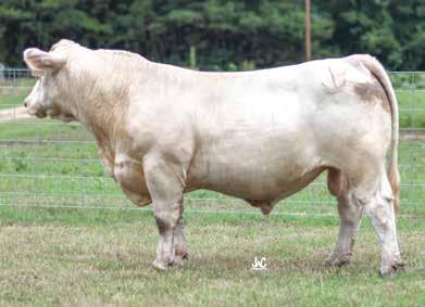 5 0.4 36 61 14 4.9 32 1.3 207.32 A son of the popular and high-selling Bells & Whistles. Just a May born bull with a balanced set of EPDs.