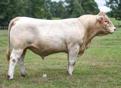 31 Here is a bull ready for heavy service. Stout and lots of growth in this bull. This bull will make you money for many years to come.