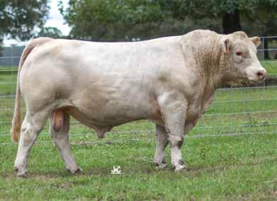 18 PS COLLEGE FUND M847430 PS BUFORD 11/24/2016 M910041 POLLED TATTOO: 6083 TR PZC MR TURTON 0794 ET WFR LADY BUD 832 P PC MISS WESTERN SPUR F1036152 GC MS PERFECT PRISS 810P BW: 72 lbs.